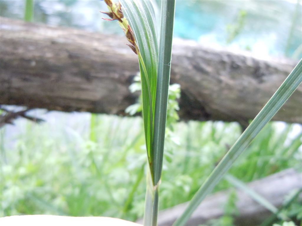 Carex pendula
